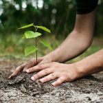 What is Tu B'Shevat?