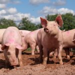 Farming Pigs in Israel