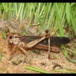 Modern Kashrut - Swordfish and Locusts